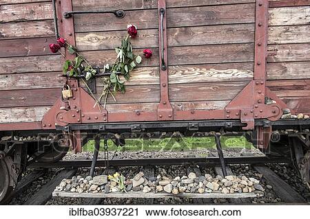 "Carriage with roses, Auschwitz II-Birkenau extermination camp, Oswiecim, Poland, Europe" View Large Photo Image Stock Image - "Carriage with roses, Auschwitz II-Birkenau extermination camp, Oswiecim, Poland, Europe". Fotosearch