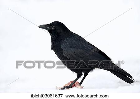 "Carrion Crow (Corvus corone corone) scavenging, in winter, North Rhine-Westphalia, Germany, Europe" View Large Photo Image Stock Photo - "Carrion Crow (Corvus corone corone) scavenging, in winter, North Rhine-Westphalia, Germany, Europe". Fotosearch