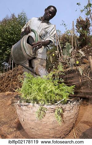 "Carrot (Daucus carota sativus), crop, with farmer watering basket, Rwanda, Africa" View Large Photo Image Stock Photo - "Carrot (Daucus carota sativus), crop, with farmer watering basket, Rwanda, Africa". Fotosearch
