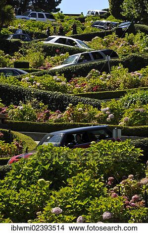 "Cars and tourists on Lombard Street, San Francisco, California, United States of America, USA, PublicGround" View Large Photo Image Picture - "Cars and tourists on Lombard Street, San Francisco, California, United States of America, USA, PublicGround". Fotosearch