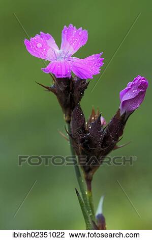 "Carthusian Pink (Dianthus carthusianorum), Fliess, Tyrol, Austria, Europe" View Large Photo Image Stock Image - "Carthusian Pink (Dianthus carthusianorum), Fliess, Tyrol, Austria, Europe". Fotosearch