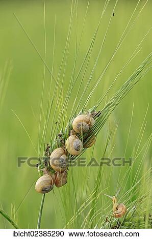 "Carthusian Snails (Monacha cartusiana) on ears of Barley (Hordeum vulgare), Provence, Southern France, Europe" View Large Photo Image Stock Image - "Carthusian Snails (Monacha cartusiana) on ears of Barley (Hordeum vulgare), Provence, Southern France, Europe". Fotosearch