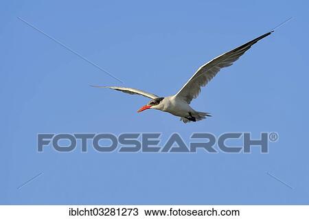 "Caspian Tern (Hydroprogne caspia, Sterna caspia) in flight, Florida, United States, North America" View Large Photo Image Stock Image - "Caspian Tern (Hydroprogne caspia, Sterna caspia) in flight, Florida, United States, North America". Fotosearch