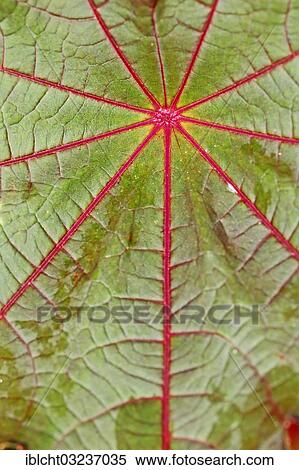 "Castor Oil Plant, Ricinus (Ricinus communis), detail of leaf, North Rhine-Westphalia, Germany, Europe" View Large Photo Image Stock Photography - "Castor Oil Plant, Ricinus (Ricinus communis), detail of leaf, North Rhine-Westphalia, Germany, Europe". Fotosearch