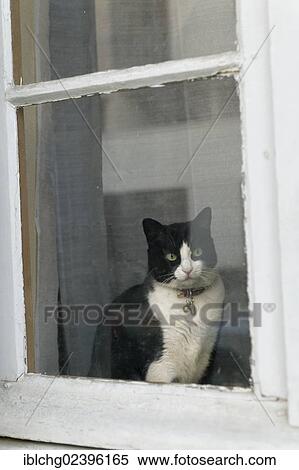 "Cat at the window, Bordeaux, Gironde, Aquitaine, France, Europe" View Large Photo Image Stock Photography - "Cat at the window, Bordeaux, Gironde, Aquitaine, France, Europe". Fotosearch