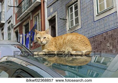 "Cat basking on a car, Bairro Alto, Lisbon, Portugal, Europe" View Large Photo Image Stock Photo - "Cat basking on a car, Bairro Alto, Lisbon, Portugal, Europe". Fotosearch