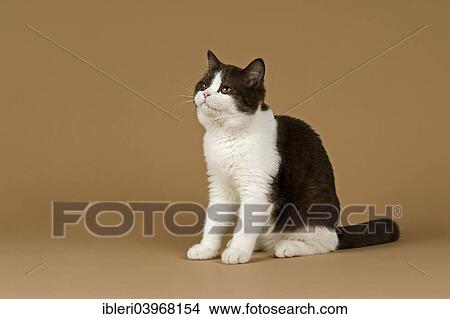 "Cat, British Longhair, 4 years, colour chocolate point" View Large Photo Image Picture - "Cat, British Longhair, 4 years, colour chocolate point". Fotosearch