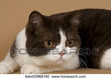 "Cat, British Longhair, 4 years, colour chocolate point" View Large Photo Image Stock Image - "Cat, British Longhair, 4 years, colour chocolate point". Fotosearch