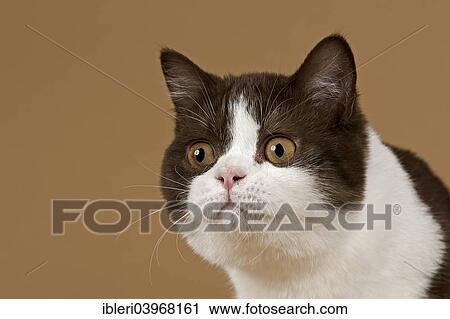 "Cat, British Longhair, 4 years, colour chocolate point" View Large Photo Image Stock Image - "Cat, British Longhair, 4 years, colour chocolate point". Fotosearch