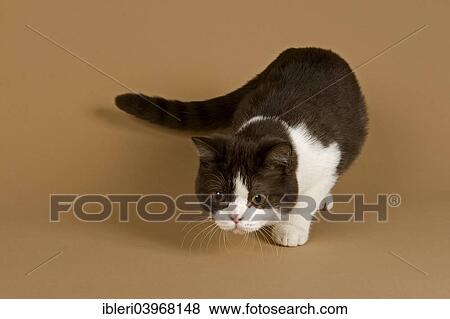 "Cat, British Longhair, 4 years, colour chocolate point" View Large Photo Image Stock Photo - "Cat, British Longhair, 4 years, colour chocolate point". Fotosearch