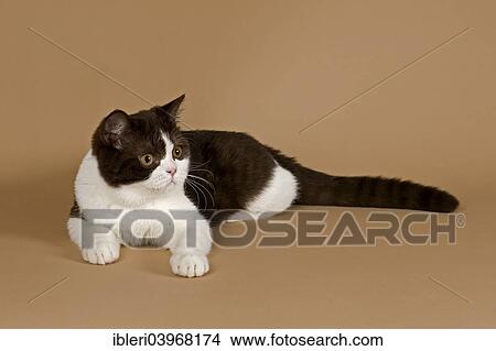 "Cat, British Longhair, 4 years, Chocolate Point" View Large Photo Image Picture - "Cat, British Longhair, 4 years, Chocolate Point". Fotosearch