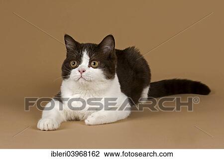 "Cat, British Longhair, 4 years, Chocolate Point" View Large Photo Image Stock Image - "Cat, British Longhair, 4 years, Chocolate Point". Fotosearch