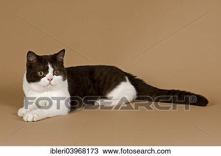 "Cat, British Longhair, 4 years, Chocolate Point" View Large Photo Image Stock Image - "Cat, British Longhair, 4 years, Chocolate Point". Fotosearch