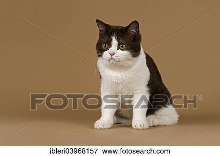 "Cat, British Longhair, 4 years, Chocolate Point" View Large Photo Image Stock Photo - "Cat, British Longhair, 4 years, Chocolate Point". Fotosearch