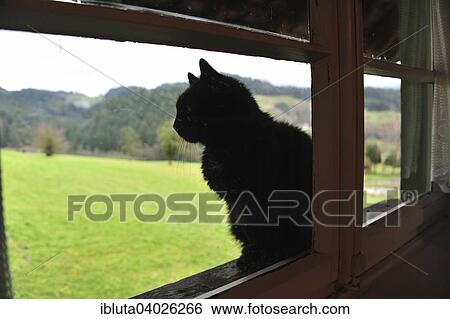 Stock Photograph - "Cat by a window, Zell am Harmersbach, Baden-Wurttemberg, Germany, Europe". Fotosearch
