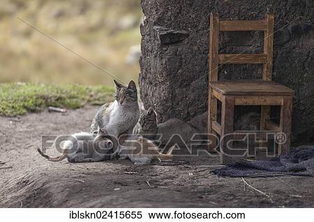 Cat family, farmhouse, Cumbemajo, Cajamarca, Peru, South America View Large Photo Image Stock Photography - Cat family, farmhouse, Cumbemajo, Cajamarca, Peru, South America. Fotosearch