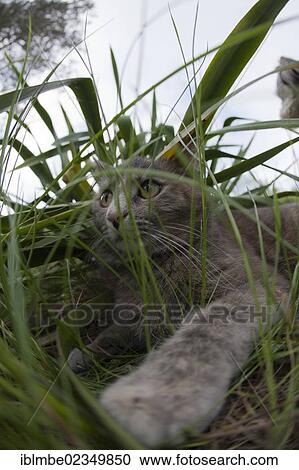 Cat hiding in the grass View Large Photo Image Stock Image - Cat hiding in the grass. Fotosearch