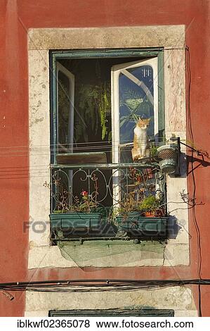 "Cat looking out of a window in the old town, Alfama, Lago das Portas, Lisbon, Portugal, Europe" View Large Photo Image Stock Photo - "Cat looking out of a window in the old town, Alfama, Lago das Portas, Lisbon, Portugal, Europe". Fotosearch
