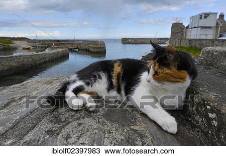Stock Image - "Cat lying on a stone wall, pier of Portsoy, Banffshire, Scotland, United Kingdom, Europe". Fotosearch