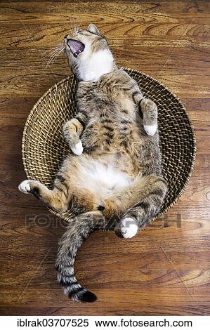 "Cat lying on its back in a fruit basket yawning gleefully, Germany, Europe" View Large Photo Image Stock Photography - "Cat lying on its back in a fruit basket yawning gleefully, Germany, Europe". Fotosearch