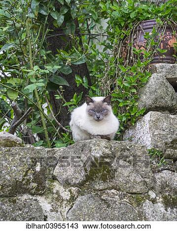 "Cat on a wall, Trujillo, Extremadura, Spain, Europe" View Large Photo Image Stock Image - "Cat on a wall, Trujillo, Extremadura, Spain, Europe". Fotosearch