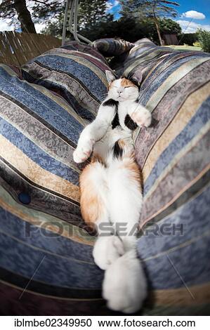 Stock Image - Cat relaxing on its back and sleeping in a hammock. Fotosearch