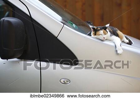 Cat resting between the windshield and hood of a car View Large Photo Image Stock Photograph - Cat resting between the windshield and hood of a car. Fotosearch