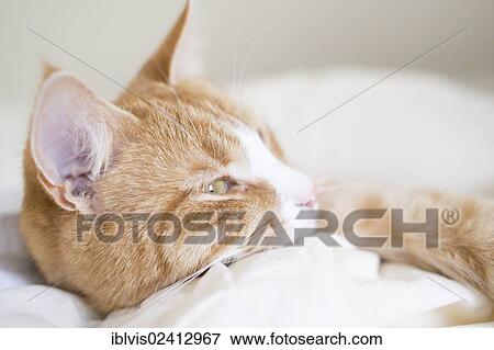 Cat resting in a bed View Large Photo Image Stock Photo - Cat resting in a bed. Fotosearch