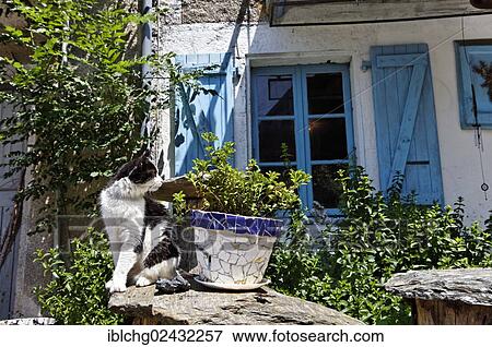 "Cat sitting in front of house, village of Pont de Montvert, Mont Lozere, Lozere, Languedoc-Roussillon, France, Europe, Tarn valley, Europe" View Large Photo Image Stock Photo - "Cat sitting in front of house, village of Pont de Montvert, Mont Lozere, Lozere, Languedoc-Roussillon, France, Europe, Tarn valley, Europe". Fotosearch