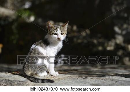 Cat sitting on a stone wall View Large Photo Image Stock Image - Cat sitting on a stone wall. Fotosearch
