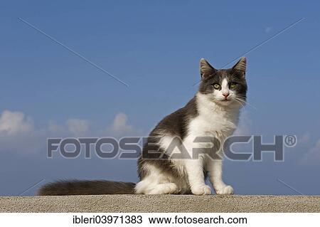 "Cat sitting on a wall, against blue sky, Italy, Europe" View Large Photo Image Stock Image - "Cat sitting on a wall, against blue sky, Italy, Europe". Fotosearch