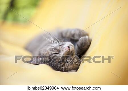 Picture - Cat sleeping on a yellow blanket. Fotosearch