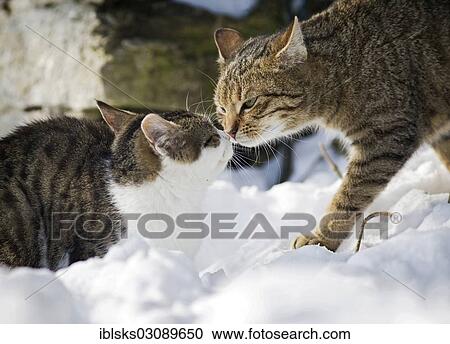 "Cat sniffing an old tabby tomcat in the snow, Satteldorf, Hohenlohe, Baden-Wurttemberg, Germany, Europe" View Large Photo Image Stock Image - "Cat sniffing an old tabby tomcat in the snow, Satteldorf, Hohenlohe, Baden-Wurttemberg, Germany, Europe". Fotosearch