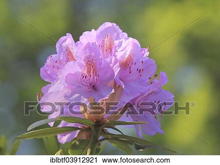 "Catawba Rhododendron (Rhododendron catawbiense), flower, North Rhine-Westphalia, Germany, Europe" View Large Photo Image Stock Image - "Catawba Rhododendron (Rhododendron catawbiense), flower, North Rhine-Westphalia, Germany, Europe". Fotosearch