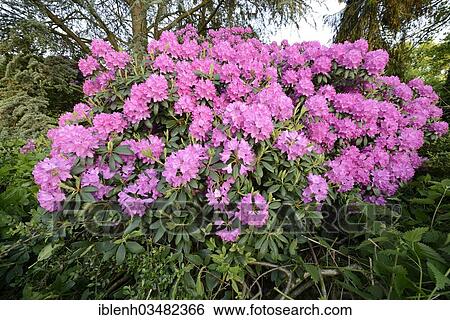 "Catawba Rhododendron (Rhododendron catawbiense), seedling, flowering, Haren, Emsland, Lower Saxony, Germany, Europe" View Large Photo Image Stock Photograph - "Catawba Rhododendron (Rhododendron catawbiense), seedling, flowering, Haren, Emsland, Lower Saxony, Germany, Europe". Fotosearch