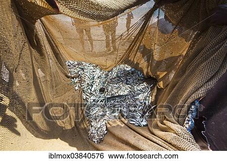 "Catch in a net on the beach, near Kottegoda, Southern Province, Sri Lanka, Asia" View Large Photo Image Stock Photograph - "Catch in a net on the beach, near Kottegoda, Southern Province, Sri Lanka, Asia". Fotosearch