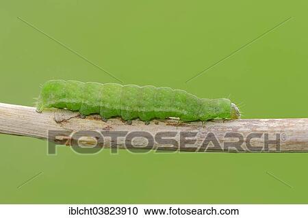 "Caterpillar, Angleshade or Angle Shade Moth (Phlogophora meticulosa), North Rhine-Westphalia, Germany, Europe" View Large Photo Image Stock Image - "Caterpillar, Angleshade or Angle Shade Moth (Phlogophora meticulosa), North Rhine-Westphalia, Germany, Europe". Fotosearch