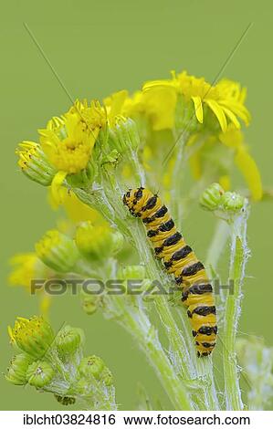 "Caterpillar, Cinnebar Moth (Tyria jacobaeae), on Common Ragwort (Senecio jacobaea, Jacobaea vulgaris), North Rhine-Westphalia, Germany, Europe" View Large Photo Image Stock Photograph - "Caterpillar, Cinnebar Moth (Tyria jacobaeae), on Common Ragwort (Senecio jacobaea, Jacobaea vulgaris), North Rhine-Westphalia, Germany, Europe". Fotosearch