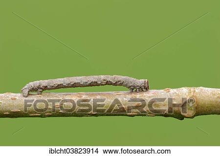 Picture - "Caterpillar, False Mocha moth (Cyclophora Porat), North Rhine-Westphalia, Germany, Europe". Fotosearch