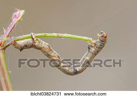 Stock Image - "Caterpillar, Feathered Thorn Moth (Colotois pennaria), Gelderland, Netherlands". Fotosearch