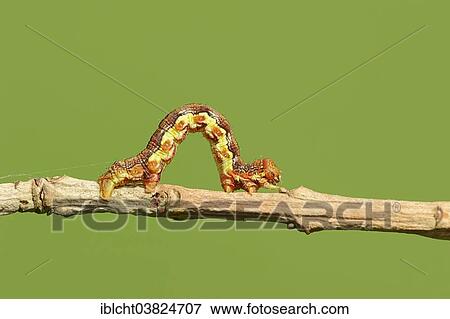 "Caterpillar, Great Winter Moth (Erannis defoliaria), North Rhine-Westphalia, Germany, Europe" View Large Photo Image Stock Photo - "Caterpillar, Great Winter Moth (Erannis defoliaria), North Rhine-Westphalia, Germany, Europe". Fotosearch