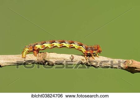 "Caterpillar, Great Winter Moth (Erannis defoliaria), North Rhine-Westphalia, Germany, Europe" View Large Photo Image Stock Photograph - "Caterpillar, Great Winter Moth (Erannis defoliaria), North Rhine-Westphalia, Germany, Europe". Fotosearch