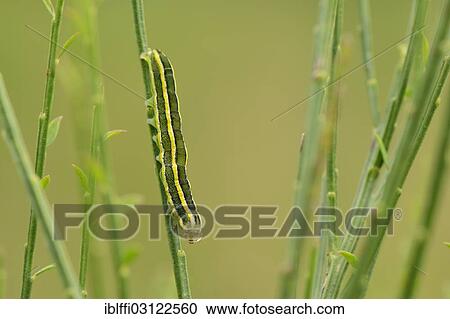 Stock Image - "Caterpillar of a Broom Moth (Ceramica pisi) sitting upside down on a broom twig, Valle Verzasca, Kanton Tessin, Switzerland, Europe". Fotosearch