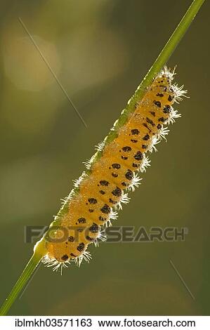 Stock Image - "Caterpillar of a Six-spot Burnet Moth (Zygaena filipendulae), Bad Hersfeld, Hesse, Germany, Europe". Fotosearch