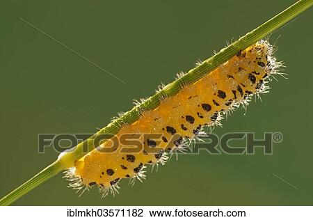"Caterpillar of a Six-spot Burnet Moth (Zygaena filipendulae), Bad Hersfeld, Hesse, Germany, Europe" View Large Photo Image Stock Image - "Caterpillar of a Six-spot Burnet Moth (Zygaena filipendulae), Bad Hersfeld, Hesse, Germany, Europe". Fotosearch