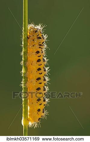 "Caterpillar of a Six-spot Burnet Moth (Zygaena filipendulae), Bad Hersfeld, Hesse, Germany, Europe" View Large Photo Image Stock Photo - "Caterpillar of a Six-spot Burnet Moth (Zygaena filipendulae), Bad Hersfeld, Hesse, Germany, Europe". Fotosearch