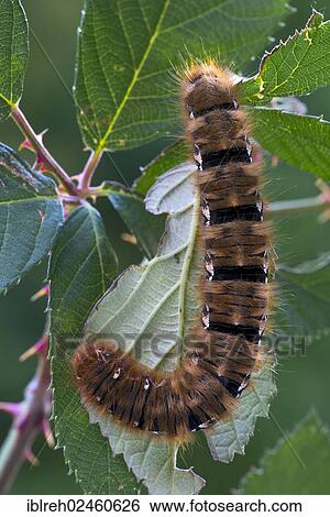 "Caterpillar of an Oak Eggar Moth (Lasiocampa quercus), Schwaz, Tyrol, Austria, Europe" View Large Photo Image Stock Photograph - "Caterpillar of an Oak Eggar Moth (Lasiocampa quercus), Schwaz, Tyrol, Austria, Europe". Fotosearch