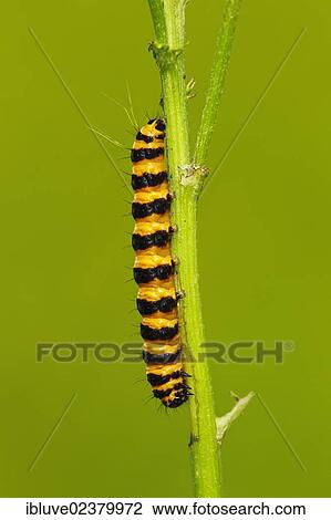 "Caterpillar of Cinnabar Moth (Tyria jacobaeae) feeding on Ragwort (Senecio jacobaea), Schleswig-Holstein, Germany, Europe" View Large Photo Image Stock Image - "Caterpillar of Cinnabar Moth (Tyria jacobaeae) feeding on Ragwort (Senecio jacobaea), Schleswig-Holstein, Germany, Europe". Fotosearch