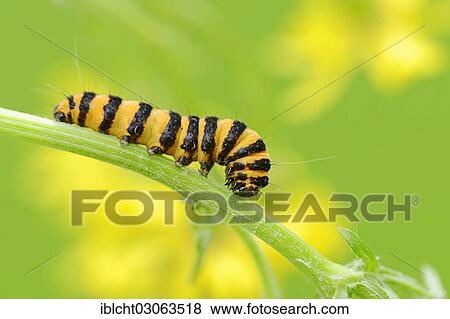 "Caterpillar of the Cinnabar Moth (Tyria jacobaeae), North Rhine-Westphalia, Germany, Europe" View Large Photo Image Stock Photo - "Caterpillar of the Cinnabar Moth (Tyria jacobaeae), North Rhine-Westphalia, Germany, Europe". Fotosearch