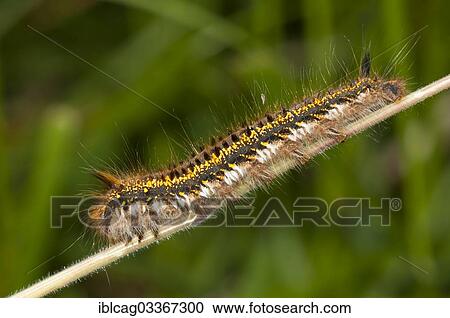 "Caterpillar of The Drinker moth (Euthrix potatoria), Monchbruch Nature Reserve, Morfelden, Hesse, Germany, Europe" View Large Photo Image Stock Image - "Caterpillar of The Drinker moth (Euthrix potatoria), Monchbruch Nature Reserve, Morfelden, Hesse, Germany, Europe". Fotosearch